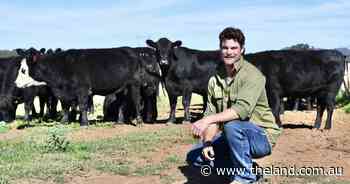 How artificial insemination allows beef producer to look to NZ genetics