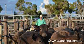 Agistment prices rise due to drought-deprived and mud-bogged demand