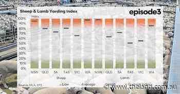 Larger mutton supply sees buyers pull back slightly after impressive rise
