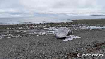 Second dead grey whale in less than a week washes ashore in B.C.