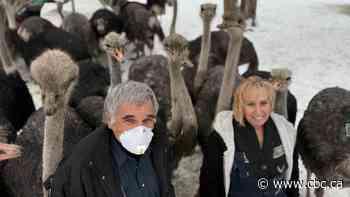B.C ostrich farm 'devastated' after federal judge rules cull of nearly 400 birds can proceed