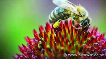 Ecotuinendag in tuin van Abdij: “Eco staat al lang niet meer geitenwollensokken”