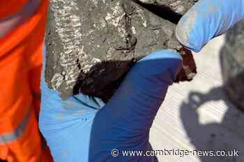 East West Rail: Shark teeth fossils from Jurassic period unearthed in works