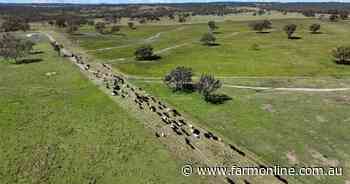 Queensland properties on market to grow Palgrove's commercial cattle herd
