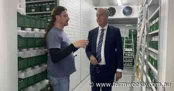 The remarkable collection of grain and legumes safely stored in ICARDA genebank