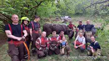 800kg bull rescued from bog in rural Wales