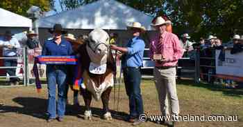 Undisputed continues his show success at the Hereford National