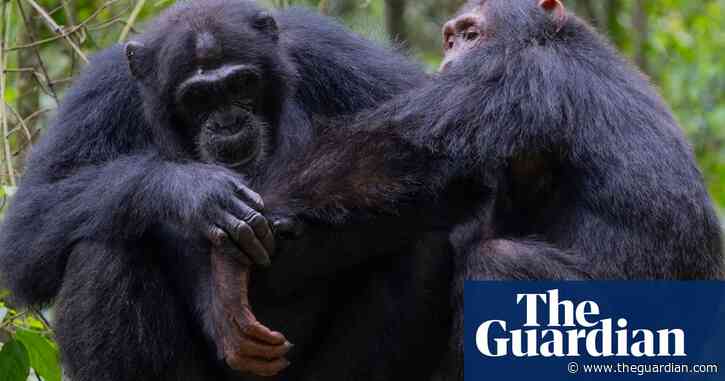 Chimpanzees use leaves to wipe bums and clean up after sex, study finds