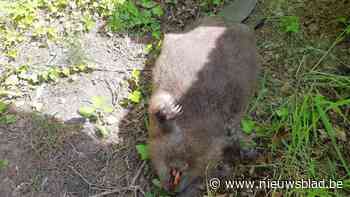 Bever doodgereden op Lierselei in Oostmalle