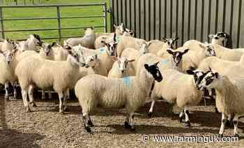 Risk of blowfly strike rises to 'red alert' for three regions