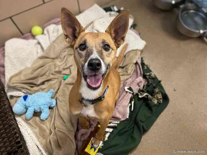 Reduced adoption fees at Fort Wayne Animal Care and Control as a part of Empty the Shelter event