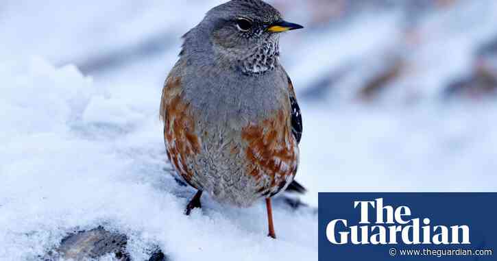 Birdwatch: After six decades, I finally catch up with the Alpine accentor