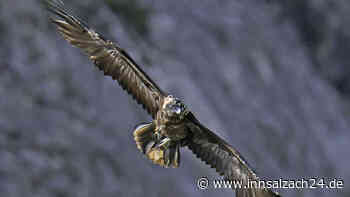 Neue Bartgeier im Berchtesgadener Nationalpark erwartet - bereits die fünfte Auswilderung