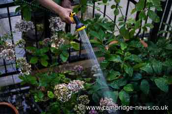 Garden warning issued as millions of homes face hosepipe bans