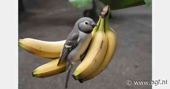 Vogels voeren met bananen, niet de schillen