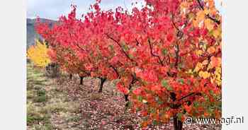 Zuid-Afrika breidt abrikozenteelt uit