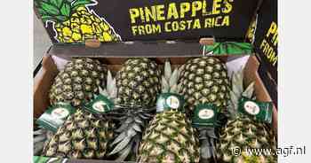 "Kentering op ananasmarkt na zeldzaam hoge prijzen eerder dit jaar"
