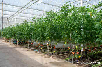 Nederlands-Egyptische clusters stimuleren duurzame land- en tuinbouw