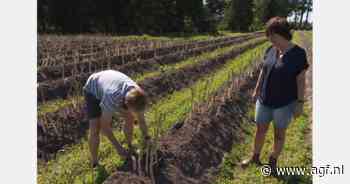 Zelf asperges steken bij Kwekerij Weiland