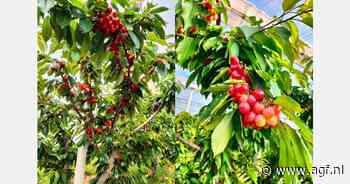 Vraag naar Italiaanse kersen groter dan aanbod