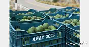 "Europese markt steeds gevoeliger voor overaanbod avocado's"