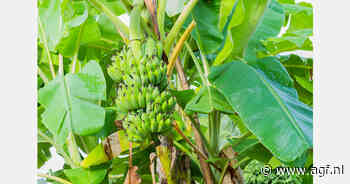 Stopzetting bananenplantages Chiquita Panamá door staking