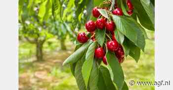 Kersentelers wachten in spanning op goedkeuring gewasbeschermingsmiddel tegen Suzuki-fruitvlieg