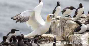 Lone gannet 'Stevie' makes home on Northumberland's Farne Islands after surviving bird flu
