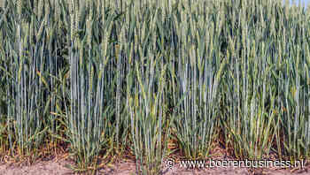 Spelers op de tarwemarkt hinken op twee gedachten