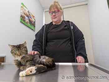 'Nobody had ever even heard of this': Bitsy the six-pawed Edmonton cat recovering after surgery to remove extra legs