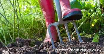 Gardners urged to plant these fruit and vegetables from June onwards