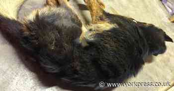 Woman banned from keeping animals for life after starving dog to death