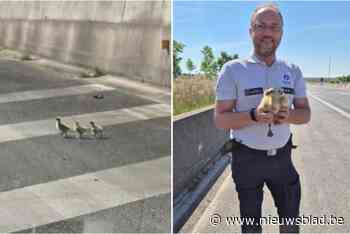Politie plukt drie ganzenkuikens van de snelweg A11: “Hebben ze vrijgelaten aan een plas”