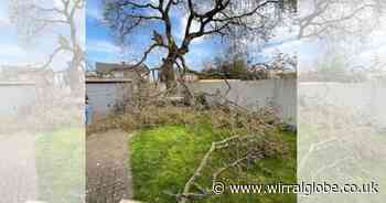 Ellesmere Port oak tree 'dropping limbs' allowed to be cut down
