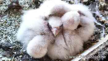 Turbulente familiesage teistert nest, maar wel opnieuw vier slechtvalkjes geboren in kerktoren op Koxplein