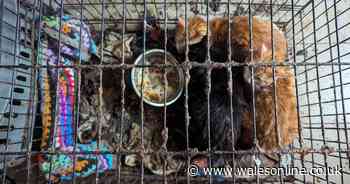 Banned owner found living with 50 cats in squalid conditions