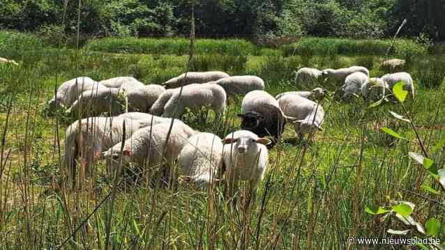 Door droogte grazen 100 Kempische schapen van ’t Hallehof vroeger dan andere jaren bij PIME