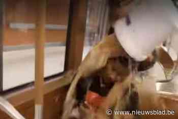 Parket wil Brusselse YouTuber jarenlang in de cel na ‘pranks’ met uitwerpselen en eieren