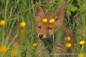 "Il faut prendre conscience de tout ce qu'il nous apporte": le renard partiellement déclassé de la liste des "nuisibles" dans les Alpes-Maritimes
