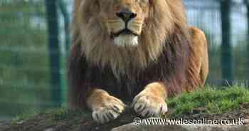 Folly Farm announce with 'heavy hearts' devastating news on Hugo the lion