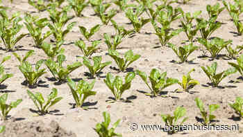 Importquotum voor suiker uit Oekraïne heeft effect