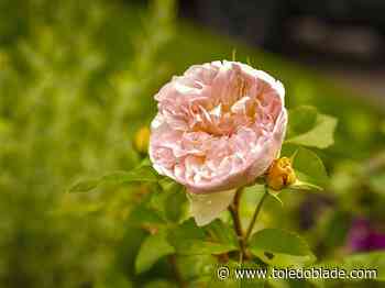 Old Orchard garden tour returns with 6 featured gardens for 2025