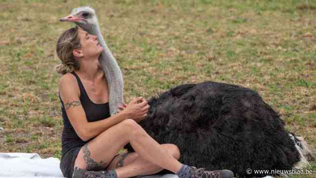 Wereldwijd bekende struisvogelfluisteraar moet afscheid nemen van struisvogels door allergie: “Ik dacht dat ik van roken zo kuchte, tot longarts link naar vogelstof legde”
