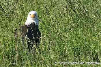 Anwohner fotografiert entfleuchten Adler Donald an der Nordsee