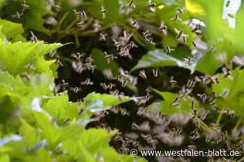 Bienenschwarm büxt aus und steuert auf Gärten in Bünde zu