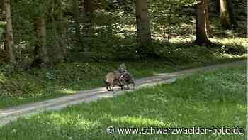 Tote Schafe in Haiterbach?: Beweis für einen Wolf und ein Gerücht