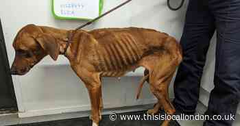 Shocking photos show starving dogs found in Bexleyheath home with dead puppies
