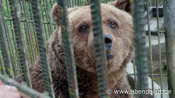 Tierschützer retten Bär Felix aus trostlosem Restaurant-Käfig