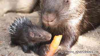 Och, wie süß: Das sind Hagenbecks 18 frisch geborene Tierbabys