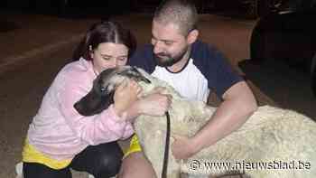 Na zwerftocht van twee weken door Zuid-Limburg is hond Kofte weer bij zijn baasjes: “Een echte knuffelbeer”